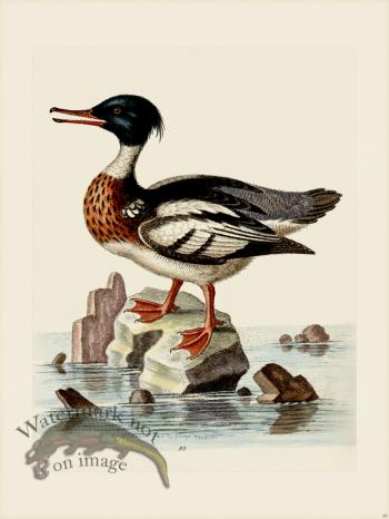 Edwards 095 Red -Breasted Goosander